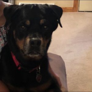 Meet your Posher, Joy